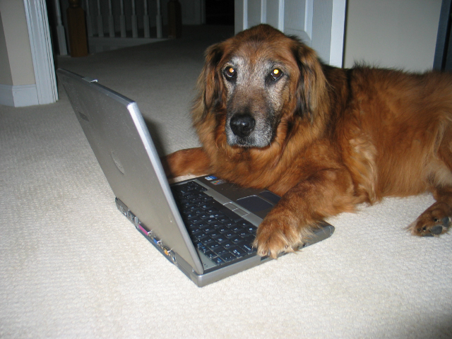 Bad to the Bone: Memoir of a Rebel Doggie Blogger Bad to the Bone: Memoir of a Rebel Doggie Blogger